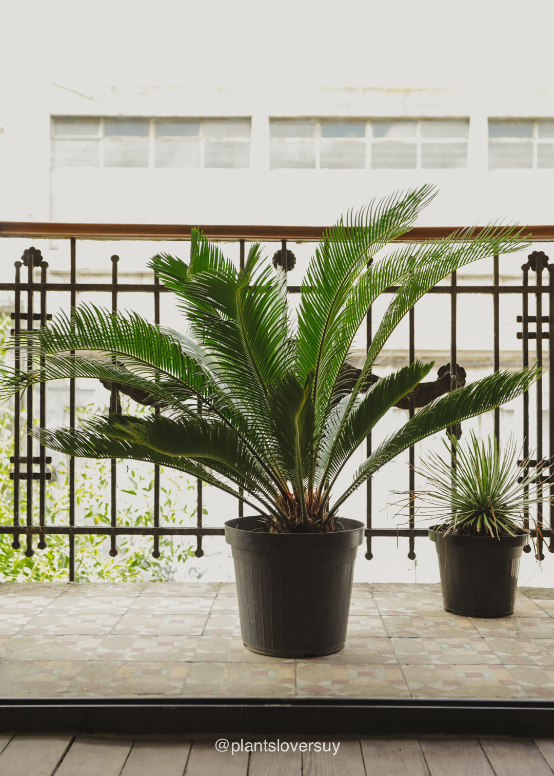 plantas-naturales-montevideo-uruguay- plantas-tropicales-en-montevideo-7245